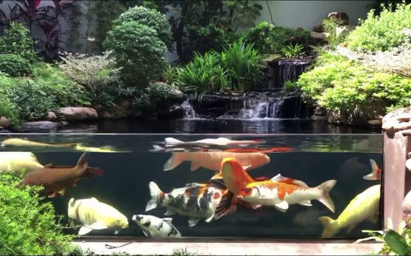 Bể cá koi mini trong nhà là gì