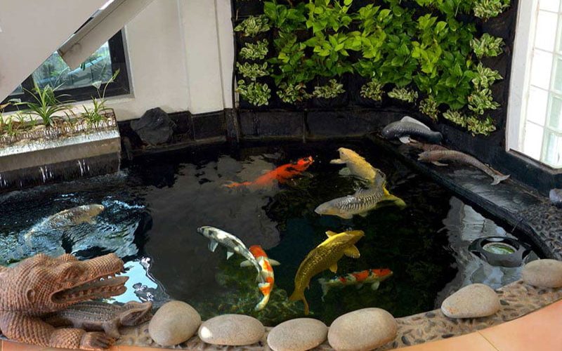 Bể cá koi trong nhà