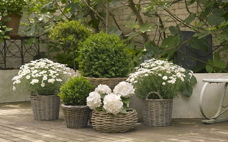 bố trí bồn hoa đẹp