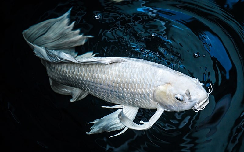 Cá Koi