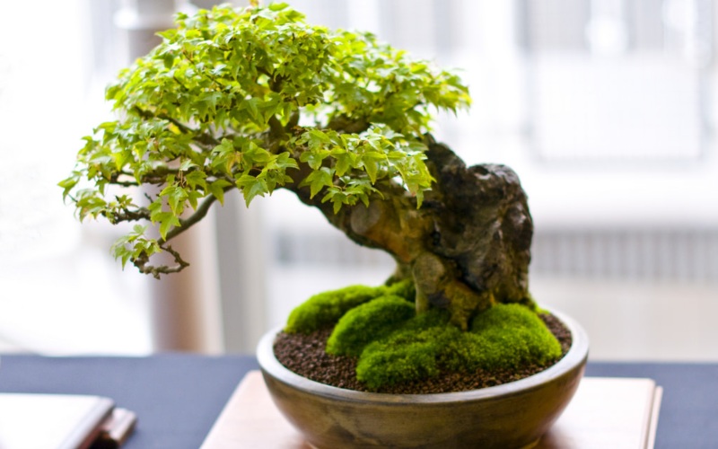 Các loại chậu tiểu cảnh