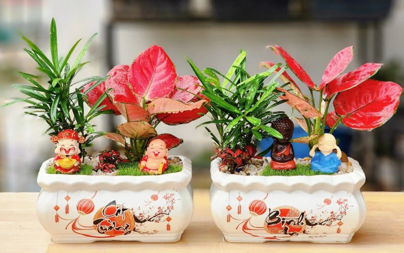 chậu tiểu cảnh mini