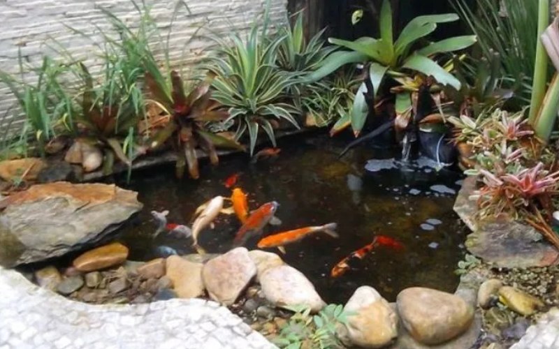 chi phí xây hồ cá koi mini