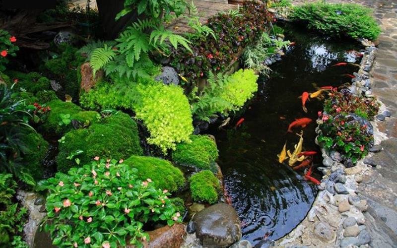 Giá bể cá koi mini trong nhà