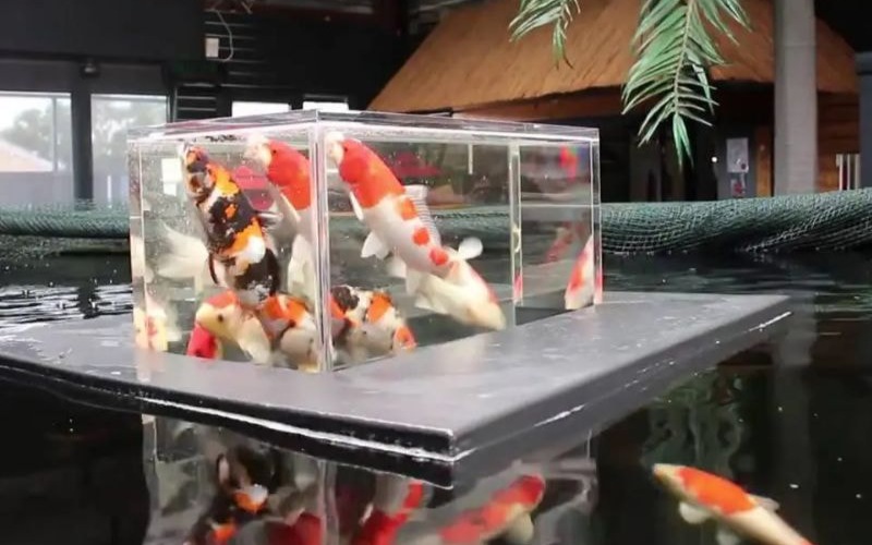 hồ cá koi mini bằng kính