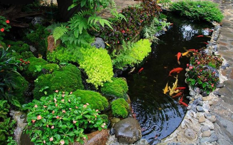 Hồ cá Koi mini