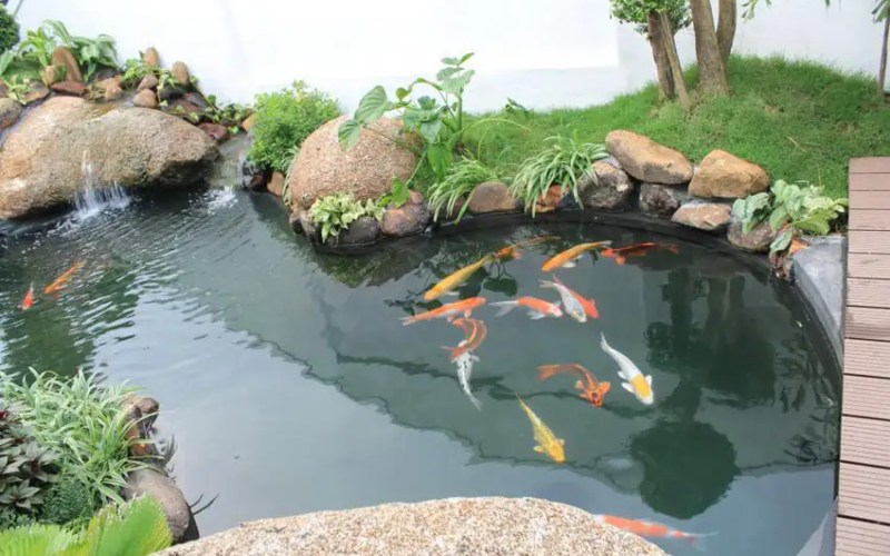 hồ cá sân vườn nhỏ đẹp