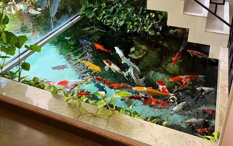 lưu ý khi xây hồ cá Koi mini