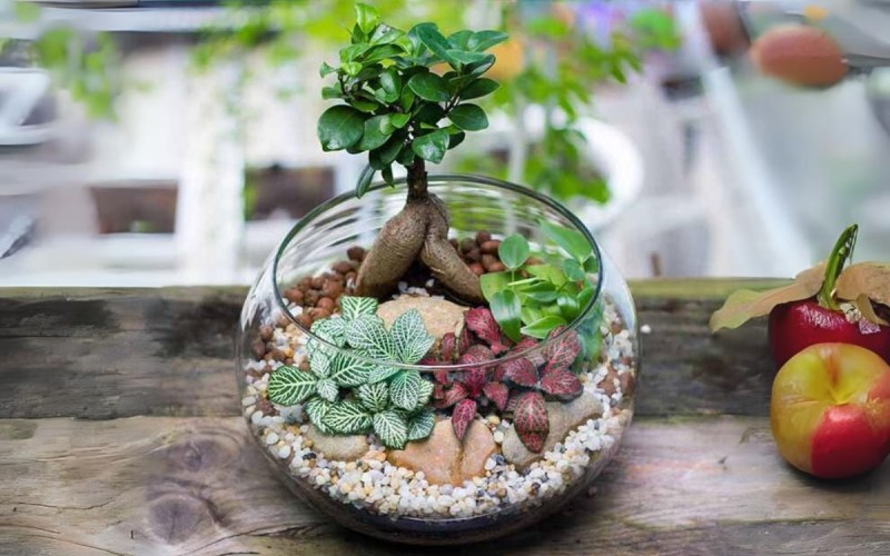 phong thủy tiểu cảnh mini