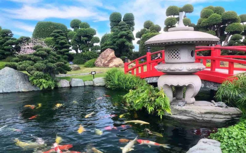 Thiết kế bể cá koi