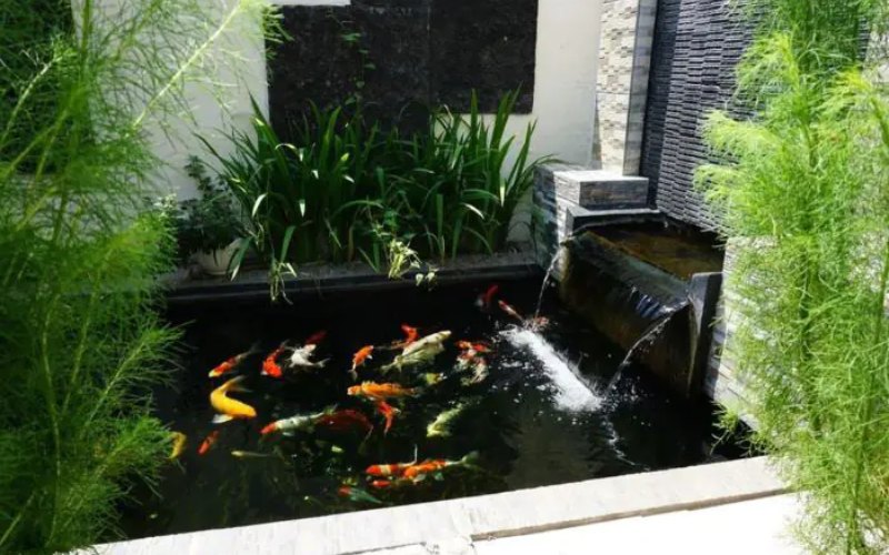 vị trí bể cá koi mini trong nhà