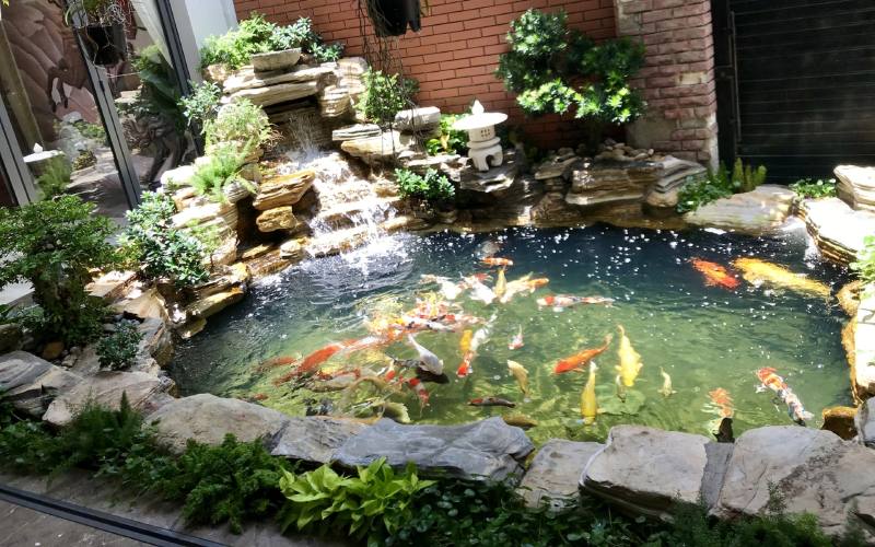 yêu tố thiết kế hồ cá sân vườn nhỏ