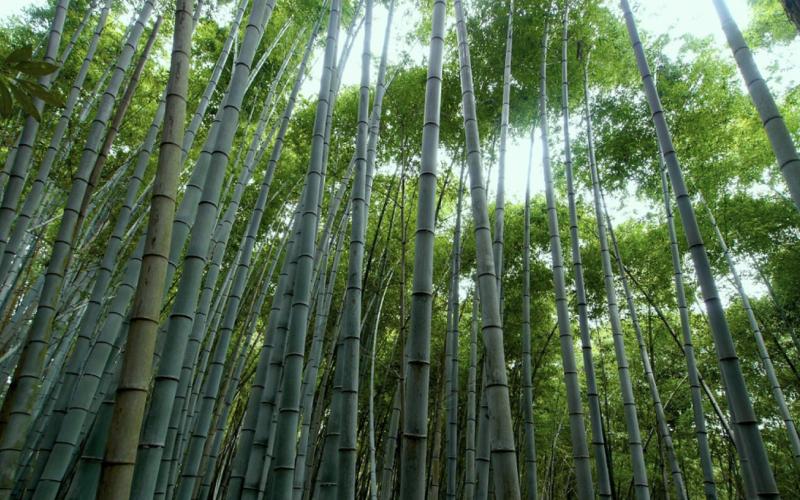 Mây tre – Vật liệu truyền thống hồi sinh không gian sống hiện đại
