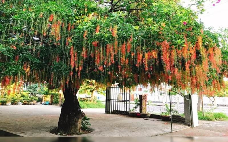 cây lộc vừng
