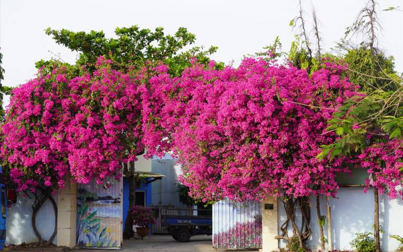 Hoa giấy