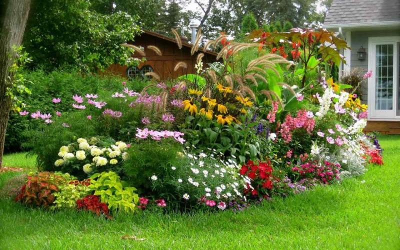 hoa trồng sân vườn